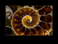 Zen 9303 Ammonite Fossil