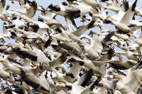 Migratory Geese